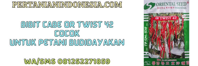 bibit,cabe,bibit cabe,or twist 42,oriental seed
